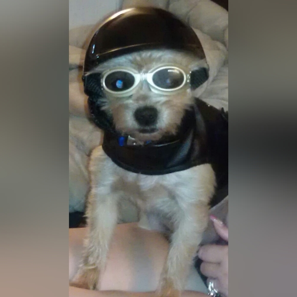 Meet your Posher, Dorothy - Picture 8 of 12